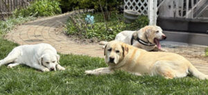 Yellow Labrador Retriever