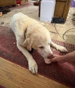 Yellow Labrador Retriever