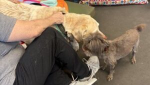 Yellow Labrador Retriever