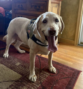 Yellow Labrador Retriever