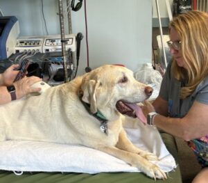 Yellow Labrador Retriever