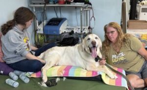 Yellow Labrador Retriever