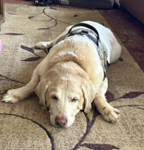 Yellow Labrador Retriever