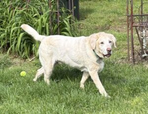 Yellow Labrador Retriever
