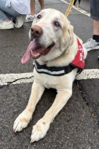 Yellow Labrador Retriever