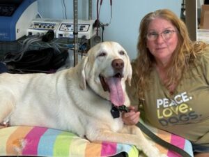 Yellow Labrador Retriever