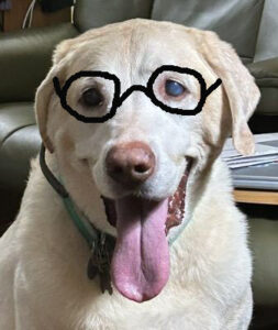 Yellow Labrador Retriever