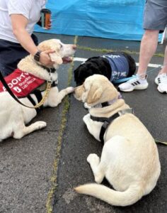 Yellow Labrador Retriever