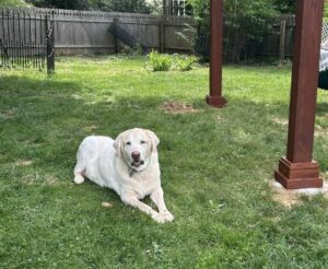 Yellow Labrador Retriever