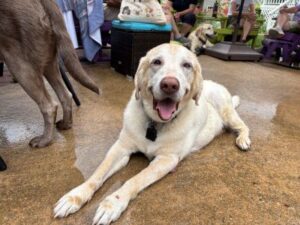 Yellow Labrador Retriever