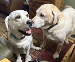 Yellow Labrador Retriever