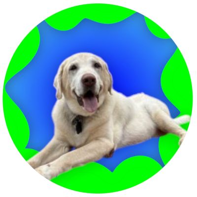 Yellow Labrador Retriever