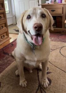 Yellow Labrador Retriever