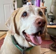 Yellow Labrador Retriever