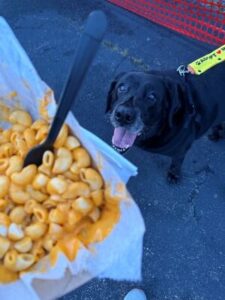 black labrador retriever