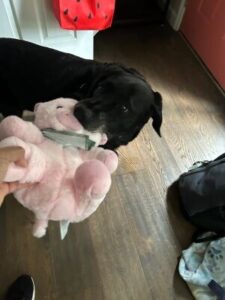 black labrador retriever