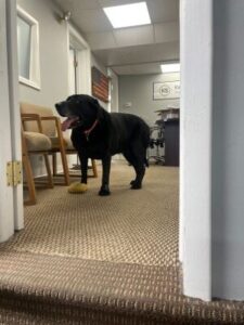 Black Labrador Retriever Mix