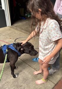 black labrador retriever mix