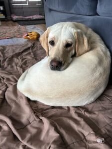Yellow Labrador Retriever
