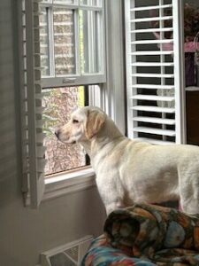 Yellow Labrador Retriever