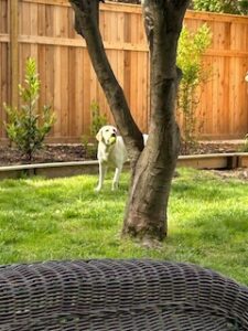Yellow Labrador Retriever