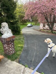 Yellow Labrador Retriever