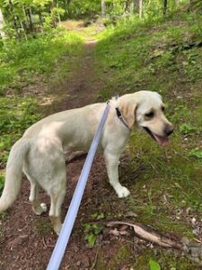 Yellow Labrador Retriever