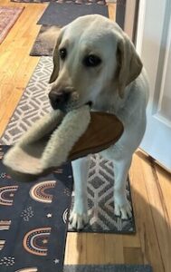 Yellow Labrador Retriever