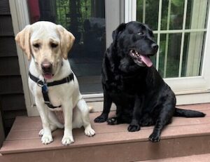 Yellow Labrador Retriever