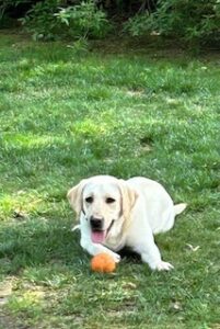 Yellow Labrador Retriever