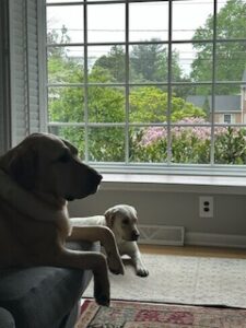 Yellow Labrador Retriever
