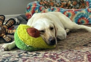 Yellow Labrador Retriever