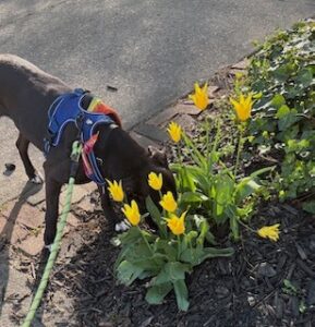 Chocolate Labrador Retriever Mix