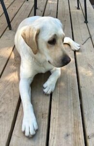 Yellow Labrador Retriever