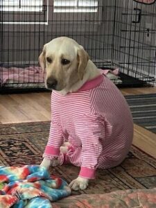 Yellow Labrador Retriever