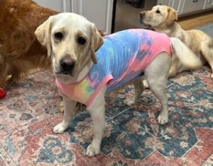 Yellow Labrador Retriever