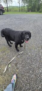 Black Labrador Retriever