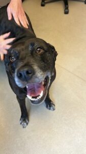 black labrador retriever mix