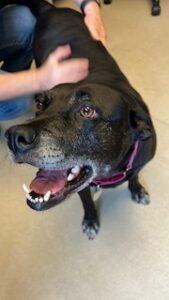 black labrador retriever mix
