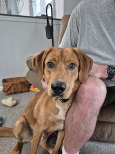 Yellow Labrador Retriever/Coonhound Mix
