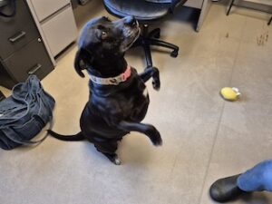 Black Labrador Retriever