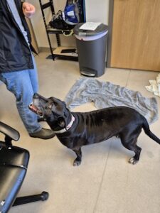 Black Labrador Retriever