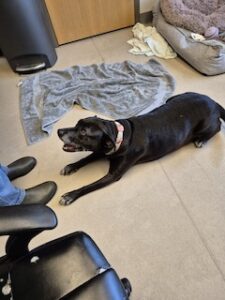 Black Labrador Retriever