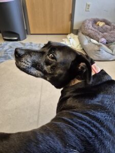 Black Labrador Retriever