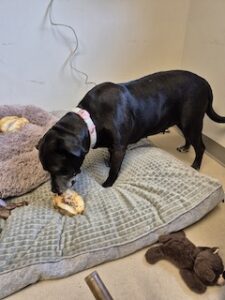 black labrador retriever mix