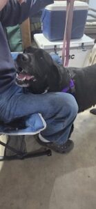 Black Labrador Retriever