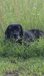 Black Labrador Retriever