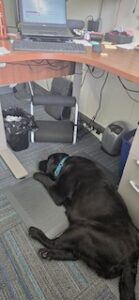 Black Labrador Retriever