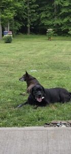 black labrador retriever 