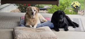 black labrador retriever 